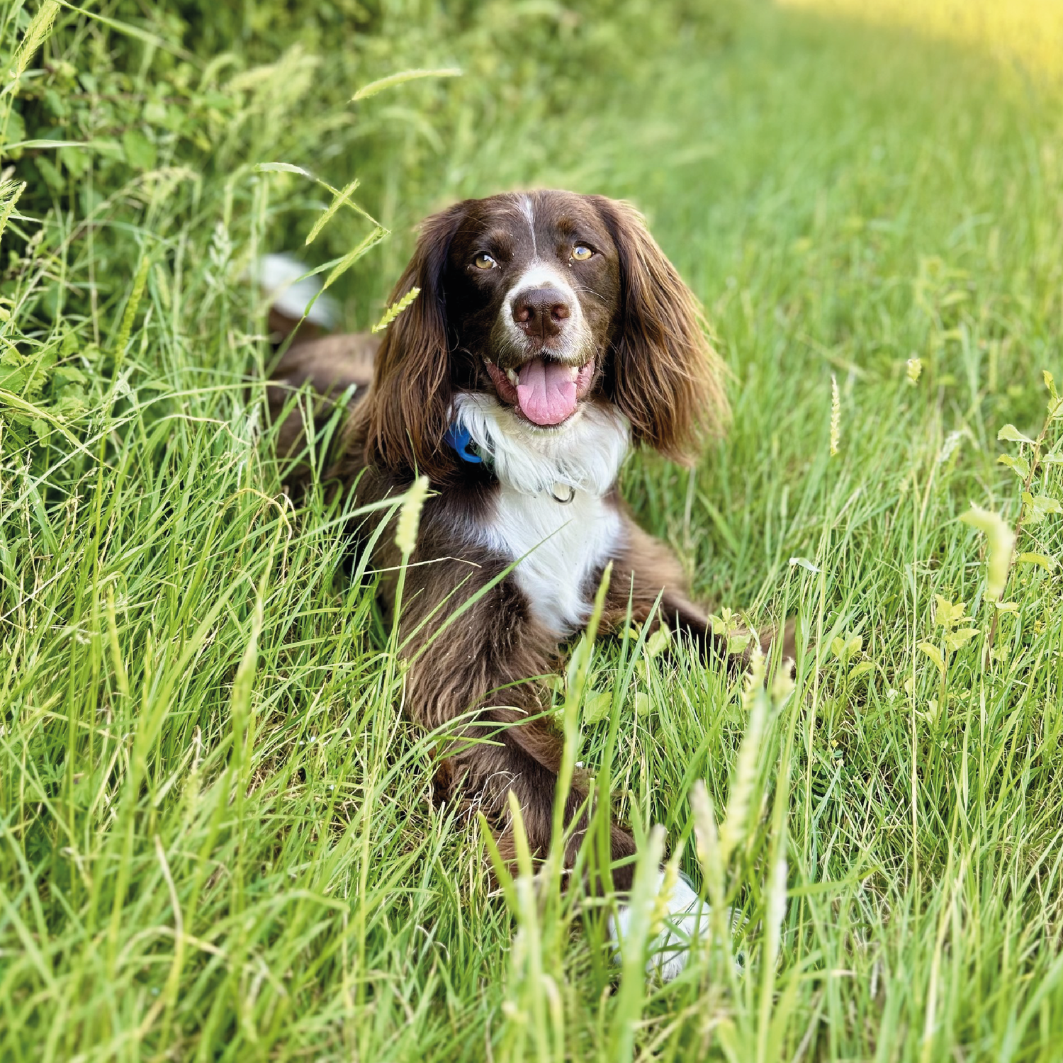 Natural dog company